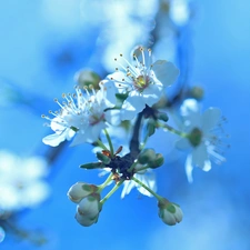 White, trees, fruit, Flowers