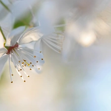 White, trees, fruit, Flowers