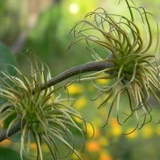 Fruitbodies, faded, Clematis