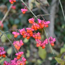 Fruitbodies, Euonymus, color