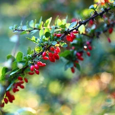 barberry, Red, Fruits, Bush