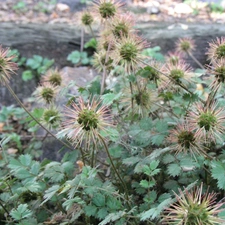 Aceny Buchanana, spiky, Fruits