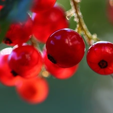 Fruits, Red, currants