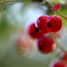 Fruits, Red, currants