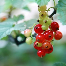 Fruits, Red, currants