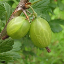 gooseberry, Fruits