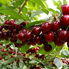 Fruits, cherry, Mature