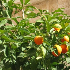 Fruits, mandarin, sapling