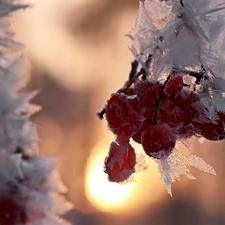winter, Icecream, Fruits, snow