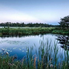 Fumes, mists, lake, forest, Meadow