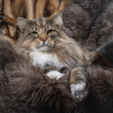 Norwegian Forest Cat, furriery