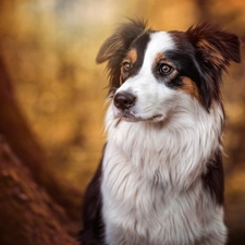 background, Border Collie, fuzzy