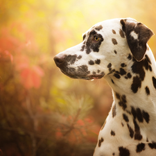 fuzzy, Leaf, Dalmatian, muzzle, dog