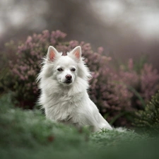 Japanese Spitz, White, fuzzy, heathers, muzzle, dog