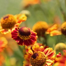 Flowers, Yellow, Helenium, Red