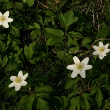 anemone, gamekeeper