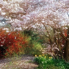 Garden, Blossoming, cherry