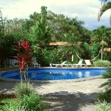 Pool, Palms, Garden, deck chair