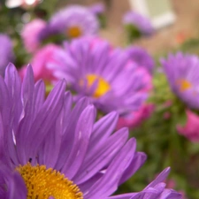 Garden, purple, Flowers