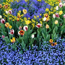Garden, tulips, Forget