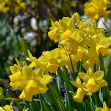 Hyacinths, Daffodils