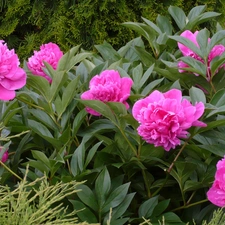 Garden, Pink, Peonies