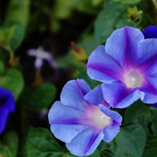 blue, bindweed