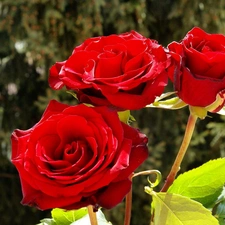 Garden, Red, roses