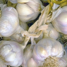 heads, garlic