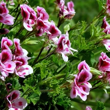 English, Colourfull Flowers, geranium