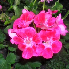 Pink, geranium