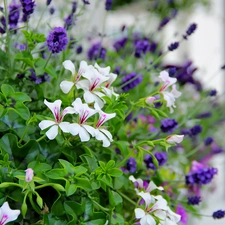 lavender, White, geraniums