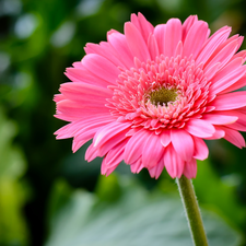 Colourfull Flowers, Pink, Gerbera