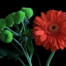 Flowers, Red, Gerbera, green ones