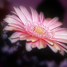 Pink, Gerbera