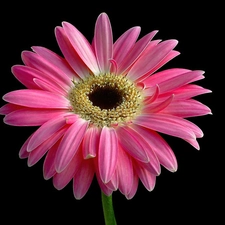 Pink, Gerbera