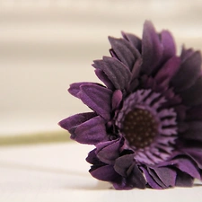 Violet, Gerbera