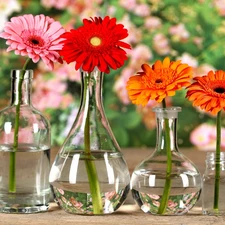 gerberas, glass, Bottles