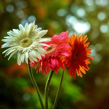 color, gerberas