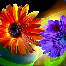 color, gerberas