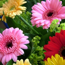 color, gerberas