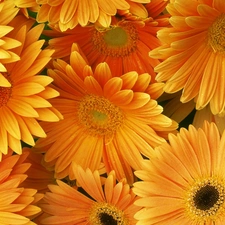 gerberas, Orange, Flowers