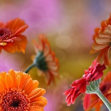 Orange, gerberas