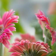 Pink, gerberas