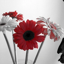 gerberas, White, Red