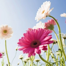 gerberas