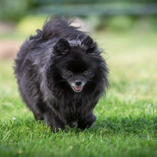 Black, German Spitz, grass, dog