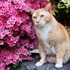 ginger, Flowers, Norwegian, Forest, cat