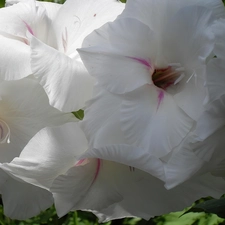 White, Gladiola