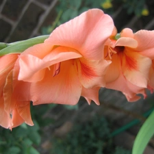 peach, gladiolus